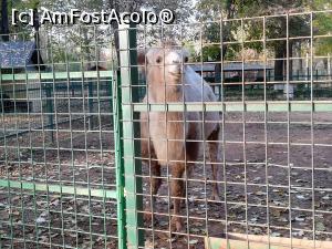 [P09] Animale din Gradina zoologica Bucov » foto by ⭐ValentinB_88⭐
 - 
<span class="allrVoted glyphicon glyphicon-heart hidden" id="av1210202"></span>
<a class="m-l-10 hidden" id="sv1210202" onclick="voting_Foto_DelVot(,1210202,4463)" role="button">șterge vot <span class="glyphicon glyphicon-remove"></span></a>
<a id="v91210202" class=" c-red"  onclick="voting_Foto_SetVot(1210202)" role="button"><span class="glyphicon glyphicon-heart-empty"></span> <b>LIKE</b> = Votează poza</a> <img class="hidden"  id="f1210202W9" src="/imagini/loader.gif" border="0" /><span class="AjErrMes hidden" id="e1210202ErM"></span>