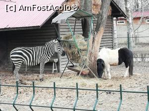 [P01] Zoo Ploiesti » foto by ⭐ValentinB_88⭐
 - 
<span class="allrVoted glyphicon glyphicon-heart hidden" id="av1288046"></span>
<a class="m-l-10 hidden" id="sv1288046" onclick="voting_Foto_DelVot(,1288046,4463)" role="button">șterge vot <span class="glyphicon glyphicon-remove"></span></a>
<a id="v91288046" class=" c-red"  onclick="voting_Foto_SetVot(1288046)" role="button"><span class="glyphicon glyphicon-heart-empty"></span> <b>LIKE</b> = Votează poza</a> <img class="hidden"  id="f1288046W9" src="/imagini/loader.gif" border="0" /><span class="AjErrMes hidden" id="e1288046ErM"></span>