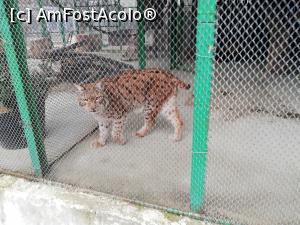 [P02] Zoo Ploiesti » foto by ⭐ValentinB_88⭐
 - 
<span class="allrVoted glyphicon glyphicon-heart hidden" id="av1288047"></span>
<a class="m-l-10 hidden" id="sv1288047" onclick="voting_Foto_DelVot(,1288047,4463)" role="button">șterge vot <span class="glyphicon glyphicon-remove"></span></a>
<a id="v91288047" class=" c-red"  onclick="voting_Foto_SetVot(1288047)" role="button"><span class="glyphicon glyphicon-heart-empty"></span> <b>LIKE</b> = Votează poza</a> <img class="hidden"  id="f1288047W9" src="/imagini/loader.gif" border="0" /><span class="AjErrMes hidden" id="e1288047ErM"></span>