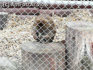 [P03] Zoo Ploiesti » foto by ⭐ValentinB_88⭐
 - 
<span class="allrVoted glyphicon glyphicon-heart hidden" id="av1288048"></span>
<a class="m-l-10 hidden" id="sv1288048" onclick="voting_Foto_DelVot(,1288048,4463)" role="button">șterge vot <span class="glyphicon glyphicon-remove"></span></a>
<a id="v91288048" class=" c-red"  onclick="voting_Foto_SetVot(1288048)" role="button"><span class="glyphicon glyphicon-heart-empty"></span> <b>LIKE</b> = Votează poza</a> <img class="hidden"  id="f1288048W9" src="/imagini/loader.gif" border="0" /><span class="AjErrMes hidden" id="e1288048ErM"></span>
