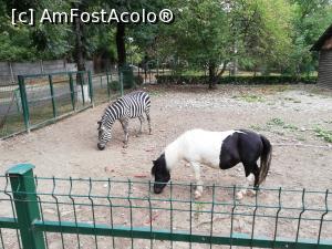[P24] <strong>Grădina zoologică Bucov</strong> » foto by ⭐ValentinB_88⭐
 - 
<span class="allrVoted glyphicon glyphicon-heart hidden" id="av1315676"></span>
<a class="m-l-10 hidden" id="sv1315676" onclick="voting_Foto_DelVot(,1315676,4463)" role="button">șterge vot <span class="glyphicon glyphicon-remove"></span></a>
<a id="v91315676" class=" c-red"  onclick="voting_Foto_SetVot(1315676)" role="button"><span class="glyphicon glyphicon-heart-empty"></span> <b>LIKE</b> = Votează poza</a> <img class="hidden"  id="f1315676W9" src="/imagini/loader.gif" border="0" /><span class="AjErrMes hidden" id="e1315676ErM"></span>