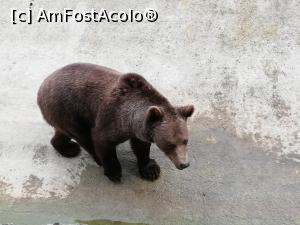 [P28] <strong>Grădina zoologică Bucov</strong> » foto by ⭐ValentinB_88⭐
 - 
<span class="allrVoted glyphicon glyphicon-heart hidden" id="av1315680"></span>
<a class="m-l-10 hidden" id="sv1315680" onclick="voting_Foto_DelVot(,1315680,4463)" role="button">șterge vot <span class="glyphicon glyphicon-remove"></span></a>
<a id="v91315680" class=" c-red"  onclick="voting_Foto_SetVot(1315680)" role="button"><span class="glyphicon glyphicon-heart-empty"></span> <b>LIKE</b> = Votează poza</a> <img class="hidden"  id="f1315680W9" src="/imagini/loader.gif" border="0" /><span class="AjErrMes hidden" id="e1315680ErM"></span>