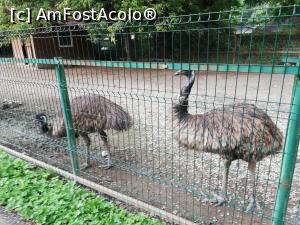 [P06] <strong>Grădina zoologică Bucov</strong> » foto by ⭐ValentinB_88⭐
 - 
<span class="allrVoted glyphicon glyphicon-heart hidden" id="av1315658"></span>
<a class="m-l-10 hidden" id="sv1315658" onclick="voting_Foto_DelVot(,1315658,4463)" role="button">șterge vot <span class="glyphicon glyphicon-remove"></span></a>
<a id="v91315658" class=" c-red"  onclick="voting_Foto_SetVot(1315658)" role="button"><span class="glyphicon glyphicon-heart-empty"></span> <b>LIKE</b> = Votează poza</a> <img class="hidden"  id="f1315658W9" src="/imagini/loader.gif" border="0" /><span class="AjErrMes hidden" id="e1315658ErM"></span>