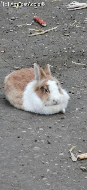 [P01] <strong>Grădina zoologică Bucov</strong> » foto by ⭐ValentinB_88⭐
 - 
<span class="allrVoted glyphicon glyphicon-heart hidden" id="av1414934"></span>
<a class="m-l-10 hidden" id="sv1414934" onclick="voting_Foto_DelVot(,1414934,4463)" role="button">șterge vot <span class="glyphicon glyphicon-remove"></span></a>
<a id="v91414934" class=" c-red"  onclick="voting_Foto_SetVot(1414934)" role="button"><span class="glyphicon glyphicon-heart-empty"></span> <b>LIKE</b> = Votează poza</a> <img class="hidden"  id="f1414934W9" src="/imagini/loader.gif" border="0" /><span class="AjErrMes hidden" id="e1414934ErM"></span>