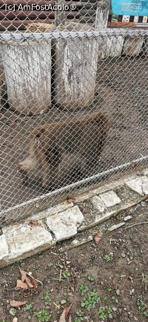 [P11] <strong>Grădina zoologică Bucov</strong> » foto by ⭐ValentinB_88⭐
 - 
<span class="allrVoted glyphicon glyphicon-heart hidden" id="av1414944"></span>
<a class="m-l-10 hidden" id="sv1414944" onclick="voting_Foto_DelVot(,1414944,4463)" role="button">șterge vot <span class="glyphicon glyphicon-remove"></span></a>
<a id="v91414944" class=" c-red"  onclick="voting_Foto_SetVot(1414944)" role="button"><span class="glyphicon glyphicon-heart-empty"></span> <b>LIKE</b> = Votează poza</a> <img class="hidden"  id="f1414944W9" src="/imagini/loader.gif" border="0" /><span class="AjErrMes hidden" id="e1414944ErM"></span>