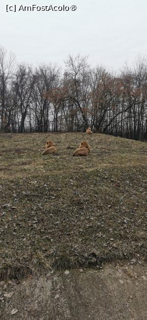 [P17] <strong>Grădina zoologică Bucov</strong> » foto by ⭐ValentinB_88⭐
 - 
<span class="allrVoted glyphicon glyphicon-heart hidden" id="av1414950"></span>
<a class="m-l-10 hidden" id="sv1414950" onclick="voting_Foto_DelVot(,1414950,4463)" role="button">șterge vot <span class="glyphicon glyphicon-remove"></span></a>
<a id="v91414950" class=" c-red"  onclick="voting_Foto_SetVot(1414950)" role="button"><span class="glyphicon glyphicon-heart-empty"></span> <b>LIKE</b> = Votează poza</a> <img class="hidden"  id="f1414950W9" src="/imagini/loader.gif" border="0" /><span class="AjErrMes hidden" id="e1414950ErM"></span>