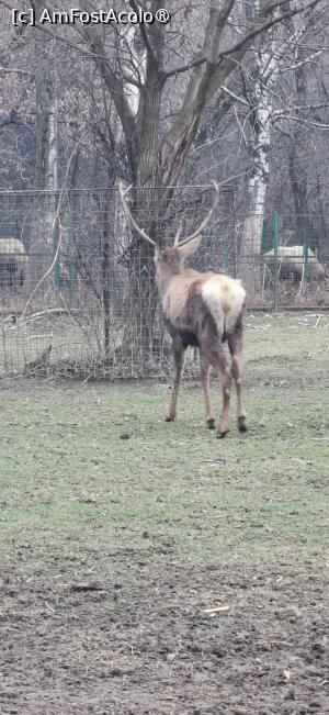 [P21] <strong>Grădina zoologică Bucov</strong> » foto by ⭐ValentinB_88⭐
 - 
<span class="allrVoted glyphicon glyphicon-heart hidden" id="av1414954"></span>
<a class="m-l-10 hidden" id="sv1414954" onclick="voting_Foto_DelVot(,1414954,4463)" role="button">șterge vot <span class="glyphicon glyphicon-remove"></span></a>
<a id="v91414954" class=" c-red"  onclick="voting_Foto_SetVot(1414954)" role="button"><span class="glyphicon glyphicon-heart-empty"></span> <b>LIKE</b> = Votează poza</a> <img class="hidden"  id="f1414954W9" src="/imagini/loader.gif" border="0" /><span class="AjErrMes hidden" id="e1414954ErM"></span>