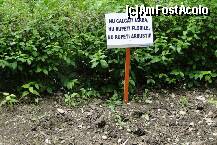 [P04] Cred ca afisul asta era de pe vremea cand in zona erau flori si iarba. Anul trecut nu mai erau decat buruieni! Si gardul viu care se intretinere singur, crescand fara nicio forma! » foto by spezam
 - 
<span class="allrVoted glyphicon glyphicon-heart hidden" id="av186272"></span>
<a class="m-l-10 hidden" id="sv186272" onclick="voting_Foto_DelVot(,186272,4463)" role="button">șterge vot <span class="glyphicon glyphicon-remove"></span></a>
<a id="v9186272" class=" c-red"  onclick="voting_Foto_SetVot(186272)" role="button"><span class="glyphicon glyphicon-heart-empty"></span> <b>LIKE</b> = Votează poza</a> <img class="hidden"  id="f186272W9" src="/imagini/loader.gif" border="0" /><span class="AjErrMes hidden" id="e186272ErM"></span>
