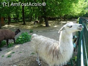 [P05] O lamă „zâmbăreață” ne întâmpină...  » foto by tata123 🔱
 - 
<span class="allrVoted glyphicon glyphicon-heart hidden" id="av971924"></span>
<a class="m-l-10 hidden" id="sv971924" onclick="voting_Foto_DelVot(,971924,4463)" role="button">șterge vot <span class="glyphicon glyphicon-remove"></span></a>
<a id="v9971924" class=" c-red"  onclick="voting_Foto_SetVot(971924)" role="button"><span class="glyphicon glyphicon-heart-empty"></span> <b>LIKE</b> = Votează poza</a> <img class="hidden"  id="f971924W9" src="/imagini/loader.gif" border="0" /><span class="AjErrMes hidden" id="e971924ErM"></span>