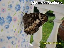 [P56] am gasit un fluture frumos in balcon, a doua zi  dimineata, ziua plecarii noastre spre tara. » foto by adryana
 - 
<span class="allrVoted glyphicon glyphicon-heart hidden" id="av233503"></span>
<a class="m-l-10 hidden" id="sv233503" onclick="voting_Foto_DelVot(,233503,4484)" role="button">șterge vot <span class="glyphicon glyphicon-remove"></span></a>
<a id="v9233503" class=" c-red"  onclick="voting_Foto_SetVot(233503)" role="button"><span class="glyphicon glyphicon-heart-empty"></span> <b>LIKE</b> = Votează poza</a> <img class="hidden"  id="f233503W9" src="/imagini/loader.gif" border="0" /><span class="AjErrMes hidden" id="e233503ErM"></span>