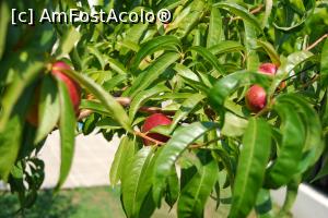 [P10] Nectarinul din fata camerei » foto by narcisaursu
 - 
<span class="allrVoted glyphicon glyphicon-heart hidden" id="av770360"></span>
<a class="m-l-10 hidden" id="sv770360" onclick="voting_Foto_DelVot(,770360,4512)" role="button">șterge vot <span class="glyphicon glyphicon-remove"></span></a>
<a id="v9770360" class=" c-red"  onclick="voting_Foto_SetVot(770360)" role="button"><span class="glyphicon glyphicon-heart-empty"></span> <b>LIKE</b> = Votează poza</a> <img class="hidden"  id="f770360W9" src="/imagini/loader.gif" border="0" /><span class="AjErrMes hidden" id="e770360ErM"></span>