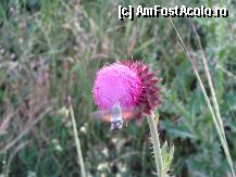 [P50] zburatoarea asta facea si arata ca o pasare colibri numai ca avea antene » foto by RUSTICCO
 - 
<span class="allrVoted glyphicon glyphicon-heart hidden" id="av279150"></span>
<a class="m-l-10 hidden" id="sv279150" onclick="voting_Foto_DelVot(,279150,4522)" role="button">șterge vot <span class="glyphicon glyphicon-remove"></span></a>
<a id="v9279150" class=" c-red"  onclick="voting_Foto_SetVot(279150)" role="button"><span class="glyphicon glyphicon-heart-empty"></span> <b>LIKE</b> = Votează poza</a> <img class="hidden"  id="f279150W9" src="/imagini/loader.gif" border="0" /><span class="AjErrMes hidden" id="e279150ErM"></span>