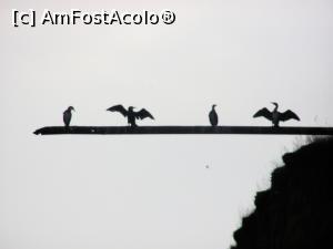[P01] 2 Mai: tevile de scurgere de la fosta Unitate Militara de Graniceri, ocupate de pescarusi. » foto by cristina47*
 - 
<span class="allrVoted glyphicon glyphicon-heart hidden" id="av841242"></span>
<a class="m-l-10 hidden" id="sv841242" onclick="voting_Foto_DelVot(,841242,4522)" role="button">șterge vot <span class="glyphicon glyphicon-remove"></span></a>
<a id="v9841242" class=" c-red"  onclick="voting_Foto_SetVot(841242)" role="button"><span class="glyphicon glyphicon-heart-empty"></span> <b>LIKE</b> = Votează poza</a> <img class="hidden"  id="f841242W9" src="/imagini/loader.gif" border="0" /><span class="AjErrMes hidden" id="e841242ErM"></span>