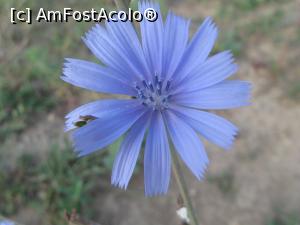 [P13] în sfârşit a găsit cicoarea » foto by bucşa ioan*
 - 
<span class="allrVoted glyphicon glyphicon-heart hidden" id="av722840"></span>
<a class="m-l-10 hidden" id="sv722840" onclick="voting_Foto_DelVot(,722840,4522)" role="button">șterge vot <span class="glyphicon glyphicon-remove"></span></a>
<a id="v9722840" class=" c-red"  onclick="voting_Foto_SetVot(722840)" role="button"><span class="glyphicon glyphicon-heart-empty"></span> <b>LIKE</b> = Votează poza</a> <img class="hidden"  id="f722840W9" src="/imagini/loader.gif" border="0" /><span class="AjErrMes hidden" id="e722840ErM"></span>