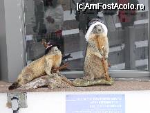 [P05] no comment - la baza unui telescaun » foto by iuliapatru
 - 
<span class="allrVoted glyphicon glyphicon-heart hidden" id="av40701"></span>
<a class="m-l-10 hidden" id="sv40701" onclick="voting_Foto_DelVot(,40701,4523)" role="button">șterge vot <span class="glyphicon glyphicon-remove"></span></a>
<a id="v940701" class=" c-red"  onclick="voting_Foto_SetVot(40701)" role="button"><span class="glyphicon glyphicon-heart-empty"></span> <b>LIKE</b> = Votează poza</a> <img class="hidden"  id="f40701W9" src="/imagini/loader.gif" border="0" /><span class="AjErrMes hidden" id="e40701ErM"></span>