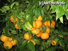 [P28] mandarin in Barbati » foto by dianabzs
 - 
<span class="allrVoted glyphicon glyphicon-heart hidden" id="av124928"></span>
<a class="m-l-10 hidden" id="sv124928" onclick="voting_Foto_DelVot(,124928,4531)" role="button">șterge vot <span class="glyphicon glyphicon-remove"></span></a>
<a id="v9124928" class=" c-red"  onclick="voting_Foto_SetVot(124928)" role="button"><span class="glyphicon glyphicon-heart-empty"></span> <b>LIKE</b> = Votează poza</a> <img class="hidden"  id="f124928W9" src="/imagini/loader.gif" border="0" /><span class="AjErrMes hidden" id="e124928ErM"></span>