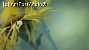 [P34] Floare foto macro in drum spre cascada » foto by djcioko
 - 
<span class="allrVoted glyphicon glyphicon-heart hidden" id="av1244825"></span>
<a class="m-l-10 hidden" id="sv1244825" onclick="voting_Foto_DelVot(,1244825,4537)" role="button">șterge vot <span class="glyphicon glyphicon-remove"></span></a>
<a id="v91244825" class=" c-red"  onclick="voting_Foto_SetVot(1244825)" role="button"><span class="glyphicon glyphicon-heart-empty"></span> <b>LIKE</b> = Votează poza</a> <img class="hidden"  id="f1244825W9" src="/imagini/loader.gif" border="0" /><span class="AjErrMes hidden" id="e1244825ErM"></span>
