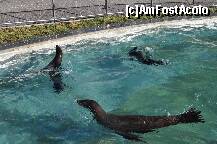 [P10] Wilhelma - Gradina Zoologica / Leii de mare » foto by iriss27
 - 
<span class="allrVoted glyphicon glyphicon-heart hidden" id="av184854"></span>
<a class="m-l-10 hidden" id="sv184854" onclick="voting_Foto_DelVot(,184854,4539)" role="button">șterge vot <span class="glyphicon glyphicon-remove"></span></a>
<a id="v9184854" class=" c-red"  onclick="voting_Foto_SetVot(184854)" role="button"><span class="glyphicon glyphicon-heart-empty"></span> <b>LIKE</b> = Votează poza</a> <img class="hidden"  id="f184854W9" src="/imagini/loader.gif" border="0" /><span class="AjErrMes hidden" id="e184854ErM"></span>