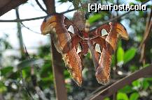 [P05] Wilhelma - Gradina Zoologica / Fluture in metamorfoza, mi-a placut f mult » foto by iriss27
 - 
<span class="allrVoted glyphicon glyphicon-heart hidden" id="av184846"></span>
<a class="m-l-10 hidden" id="sv184846" onclick="voting_Foto_DelVot(,184846,4539)" role="button">șterge vot <span class="glyphicon glyphicon-remove"></span></a>
<a id="v9184846" class=" c-red"  onclick="voting_Foto_SetVot(184846)" role="button"><span class="glyphicon glyphicon-heart-empty"></span> <b>LIKE</b> = Votează poza</a> <img class="hidden"  id="f184846W9" src="/imagini/loader.gif" border="0" /><span class="AjErrMes hidden" id="e184846ErM"></span>