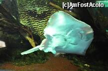 [P09] Wilhelma - Gradina Zoologica / Pisica de mare :) » foto by iriss27
 - 
<span class="allrVoted glyphicon glyphicon-heart hidden" id="av184852"></span>
<a class="m-l-10 hidden" id="sv184852" onclick="voting_Foto_DelVot(,184852,4539)" role="button">șterge vot <span class="glyphicon glyphicon-remove"></span></a>
<a id="v9184852" class=" c-red"  onclick="voting_Foto_SetVot(184852)" role="button"><span class="glyphicon glyphicon-heart-empty"></span> <b>LIKE</b> = Votează poza</a> <img class="hidden"  id="f184852W9" src="/imagini/loader.gif" border="0" /><span class="AjErrMes hidden" id="e184852ErM"></span>
