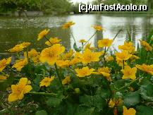 [P13] florile de pe malul lacului.... » foto by anytha29
 - 
<span class="allrVoted glyphicon glyphicon-heart hidden" id="av70348"></span>
<a class="m-l-10 hidden" id="sv70348" onclick="voting_Foto_DelVot(,70348,4539)" role="button">șterge vot <span class="glyphicon glyphicon-remove"></span></a>
<a id="v970348" class=" c-red"  onclick="voting_Foto_SetVot(70348)" role="button"><span class="glyphicon glyphicon-heart-empty"></span> <b>LIKE</b> = Votează poza</a> <img class="hidden"  id="f70348W9" src="/imagini/loader.gif" border="0" /><span class="AjErrMes hidden" id="e70348ErM"></span>
