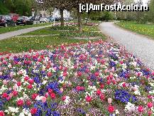 [P05] fiecare aranjament floral,este diferit atat prin culori cat si prin forme » foto by anytha29
 - 
<span class="allrVoted glyphicon glyphicon-heart hidden" id="av70304"></span>
<a class="m-l-10 hidden" id="sv70304" onclick="voting_Foto_DelVot(,70304,4539)" role="button">șterge vot <span class="glyphicon glyphicon-remove"></span></a>
<a id="v970304" class=" c-red"  onclick="voting_Foto_SetVot(70304)" role="button"><span class="glyphicon glyphicon-heart-empty"></span> <b>LIKE</b> = Votează poza</a> <img class="hidden"  id="f70304W9" src="/imagini/loader.gif" border="0" /><span class="AjErrMes hidden" id="e70304ErM"></span>
