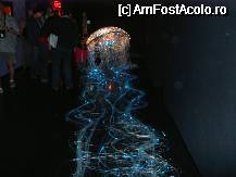 [P11] Meduza gigant cu coada stralucitoare » foto by BOGDAN DSN
 - 
<span class="allrVoted glyphicon glyphicon-heart hidden" id="av61434"></span>
<a class="m-l-10 hidden" id="sv61434" onclick="voting_Foto_DelVot(,61434,4541)" role="button">șterge vot <span class="glyphicon glyphicon-remove"></span></a>
<a id="v961434" class=" c-red"  onclick="voting_Foto_SetVot(61434)" role="button"><span class="glyphicon glyphicon-heart-empty"></span> <b>LIKE</b> = Votează poza</a> <img class="hidden"  id="f61434W9" src="/imagini/loader.gif" border="0" /><span class="AjErrMes hidden" id="e61434ErM"></span>