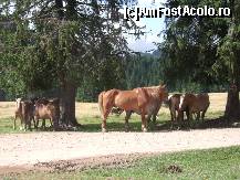 [P17] cai pe platoul Padis » foto by marocanu21
 - 
<span class="allrVoted glyphicon glyphicon-heart hidden" id="av392516"></span>
<a class="m-l-10 hidden" id="sv392516" onclick="voting_Foto_DelVot(,392516,4543)" role="button">șterge vot <span class="glyphicon glyphicon-remove"></span></a>
<a id="v9392516" class=" c-red"  onclick="voting_Foto_SetVot(392516)" role="button"><span class="glyphicon glyphicon-heart-empty"></span> <b>LIKE</b> = Votează poza</a> <img class="hidden"  id="f392516W9" src="/imagini/loader.gif" border="0" /><span class="AjErrMes hidden" id="e392516ErM"></span>