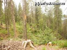 [P17]  -- <small>// FĂRĂ DESCRIERE</small> » foto by LidiaV
 - 
<span class="allrVoted glyphicon glyphicon-heart hidden" id="av491427"></span>
<a class="m-l-10 hidden" id="sv491427" onclick="voting_Foto_DelVot(,491427,4543)" role="button">șterge vot <span class="glyphicon glyphicon-remove"></span></a>
<a id="v9491427" class=" c-red"  onclick="voting_Foto_SetVot(491427)" role="button"><span class="glyphicon glyphicon-heart-empty"></span> <b>LIKE</b> = Votează poza</a> <img class="hidden"  id="f491427W9" src="/imagini/loader.gif" border="0" /><span class="AjErrMes hidden" id="e491427ErM"></span>