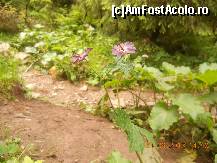 [P19]  -- <small>// FĂRĂ DESCRIERE</small> » foto by LidiaV
 - 
<span class="allrVoted glyphicon glyphicon-heart hidden" id="av491429"></span>
<a class="m-l-10 hidden" id="sv491429" onclick="voting_Foto_DelVot(,491429,4543)" role="button">șterge vot <span class="glyphicon glyphicon-remove"></span></a>
<a id="v9491429" class=" c-red"  onclick="voting_Foto_SetVot(491429)" role="button"><span class="glyphicon glyphicon-heart-empty"></span> <b>LIKE</b> = Votează poza</a> <img class="hidden"  id="f491429W9" src="/imagini/loader.gif" border="0" /><span class="AjErrMes hidden" id="e491429ErM"></span>