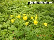 [P37]  -- <small>// FĂRĂ DESCRIERE</small> » foto by LidiaV
 - 
<span class="allrVoted glyphicon glyphicon-heart hidden" id="av491447"></span>
<a class="m-l-10 hidden" id="sv491447" onclick="voting_Foto_DelVot(,491447,4543)" role="button">șterge vot <span class="glyphicon glyphicon-remove"></span></a>
<a id="v9491447" class=" c-red"  onclick="voting_Foto_SetVot(491447)" role="button"><span class="glyphicon glyphicon-heart-empty"></span> <b>LIKE</b> = Votează poza</a> <img class="hidden"  id="f491447W9" src="/imagini/loader.gif" border="0" /><span class="AjErrMes hidden" id="e491447ErM"></span>