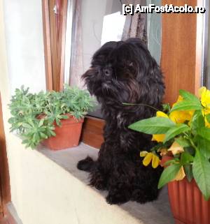 [P73] Flu, căţeluşa de la Pensiunea Alex » foto by LidiaV
 - 
<span class="allrVoted glyphicon glyphicon-heart hidden" id="av491506"></span>
<a class="m-l-10 hidden" id="sv491506" onclick="voting_Foto_DelVot(,491506,4543)" role="button">șterge vot <span class="glyphicon glyphicon-remove"></span></a>
<a id="v9491506" class=" c-red"  onclick="voting_Foto_SetVot(491506)" role="button"><span class="glyphicon glyphicon-heart-empty"></span> <b>LIKE</b> = Votează poza</a> <img class="hidden"  id="f491506W9" src="/imagini/loader.gif" border="0" /><span class="AjErrMes hidden" id="e491506ErM"></span>