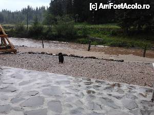 [P74] Flu, căţeluşa de la Pensiunea Alex » foto by LidiaV
 - 
<span class="allrVoted glyphicon glyphicon-heart hidden" id="av491507"></span>
<a class="m-l-10 hidden" id="sv491507" onclick="voting_Foto_DelVot(,491507,4543)" role="button">șterge vot <span class="glyphicon glyphicon-remove"></span></a>
<a id="v9491507" class=" c-red"  onclick="voting_Foto_SetVot(491507)" role="button"><span class="glyphicon glyphicon-heart-empty"></span> <b>LIKE</b> = Votează poza</a> <img class="hidden"  id="f491507W9" src="/imagini/loader.gif" border="0" /><span class="AjErrMes hidden" id="e491507ErM"></span>