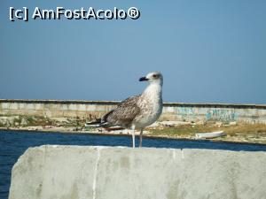 [P03] Pescăruș pe dig.  » foto by andreieu
 - 
<span class="allrVoted glyphicon glyphicon-heart hidden" id="av757289"></span>
<a class="m-l-10 hidden" id="sv757289" onclick="voting_Foto_DelVot(,757289,4546)" role="button">șterge vot <span class="glyphicon glyphicon-remove"></span></a>
<a id="v9757289" class=" c-red"  onclick="voting_Foto_SetVot(757289)" role="button"><span class="glyphicon glyphicon-heart-empty"></span> <b>LIKE</b> = Votează poza</a> <img class="hidden"  id="f757289W9" src="/imagini/loader.gif" border="0" /><span class="AjErrMes hidden" id="e757289ErM"></span>