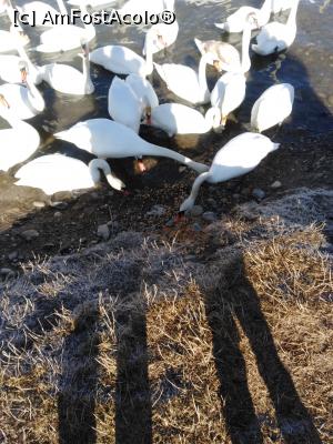 [P03] Am găsit grăunțe și nh ne este frică să ne servim » foto by MarinaCo
 - 
<span class="allrVoted glyphicon glyphicon-heart hidden" id="av1280168"></span>
<a class="m-l-10 hidden" id="sv1280168" onclick="voting_Foto_DelVot(,1280168,4549)" role="button">șterge vot <span class="glyphicon glyphicon-remove"></span></a>
<a id="v91280168" class=" c-red"  onclick="voting_Foto_SetVot(1280168)" role="button"><span class="glyphicon glyphicon-heart-empty"></span> <b>LIKE</b> = Votează poza</a> <img class="hidden"  id="f1280168W9" src="/imagini/loader.gif" border="0" /><span class="AjErrMes hidden" id="e1280168ErM"></span>