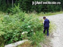 [P01] La cules de fructe de padure pe drumul dintre Voineasa si Petrosani » foto by gushpi
 - 
<span class="allrVoted glyphicon glyphicon-heart hidden" id="av41375"></span>
<a class="m-l-10 hidden" id="sv41375" onclick="voting_Foto_DelVot(,41375,4551)" role="button">șterge vot <span class="glyphicon glyphicon-remove"></span></a>
<a id="v941375" class=" c-red"  onclick="voting_Foto_SetVot(41375)" role="button"><span class="glyphicon glyphicon-heart-empty"></span> <b>LIKE</b> = Votează poza</a> <img class="hidden"  id="f41375W9" src="/imagini/loader.gif" border="0" /><span class="AjErrMes hidden" id="e41375ErM"></span>