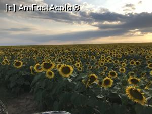 [P20] Apus de soare cu floarea soarelui » foto by belcinoasa
 - 
<span class="allrVoted glyphicon glyphicon-heart hidden" id="av1170037"></span>
<a class="m-l-10 hidden" id="sv1170037" onclick="voting_Foto_DelVot(,1170037,4577)" role="button">șterge vot <span class="glyphicon glyphicon-remove"></span></a>
<a id="v91170037" class=" c-red"  onclick="voting_Foto_SetVot(1170037)" role="button"><span class="glyphicon glyphicon-heart-empty"></span> <b>LIKE</b> = Votează poza</a> <img class="hidden"  id="f1170037W9" src="/imagini/loader.gif" border="0" /><span class="AjErrMes hidden" id="e1170037ErM"></span>