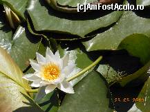 [P17] Delta Dunării - Nufărul, delicata floare a apelor.  » foto by iulianic
 - 
<span class="allrVoted glyphicon glyphicon-heart hidden" id="av422209"></span>
<a class="m-l-10 hidden" id="sv422209" onclick="voting_Foto_DelVot(,422209,4623)" role="button">șterge vot <span class="glyphicon glyphicon-remove"></span></a>
<a id="v9422209" class=" c-red"  onclick="voting_Foto_SetVot(422209)" role="button"><span class="glyphicon glyphicon-heart-empty"></span> <b>LIKE</b> = Votează poza</a> <img class="hidden"  id="f422209W9" src="/imagini/loader.gif" border="0" /><span class="AjErrMes hidden" id="e422209ErM"></span>