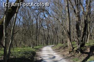 [P04] Rezervația Naturală Canaraua Fetii, jud. Constanța, Pe drum prin pădurea de stejari și goruni » foto by mprofeanu
 - 
<span class="allrVoted glyphicon glyphicon-heart hidden" id="av1230692"></span>
<a class="m-l-10 hidden" id="sv1230692" onclick="voting_Foto_DelVot(,1230692,4623)" role="button">șterge vot <span class="glyphicon glyphicon-remove"></span></a>
<a id="v91230692" class=" c-red"  onclick="voting_Foto_SetVot(1230692)" role="button"><span class="glyphicon glyphicon-heart-empty"></span> <b>LIKE</b> = Votează poza</a> <img class="hidden"  id="f1230692W9" src="/imagini/loader.gif" border="0" /><span class="AjErrMes hidden" id="e1230692ErM"></span>