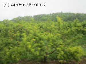 [P17] Ostrov - taramul lui Bachus » foto by adinut
 - 
<span class="allrVoted glyphicon glyphicon-heart hidden" id="av866325"></span>
<a class="m-l-10 hidden" id="sv866325" onclick="voting_Foto_DelVot(,866325,4623)" role="button">șterge vot <span class="glyphicon glyphicon-remove"></span></a>
<a id="v9866325" class=" c-red"  onclick="voting_Foto_SetVot(866325)" role="button"><span class="glyphicon glyphicon-heart-empty"></span> <b>LIKE</b> = Votează poza</a> <img class="hidden"  id="f866325W9" src="/imagini/loader.gif" border="0" /><span class="AjErrMes hidden" id="e866325ErM"></span>