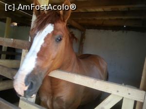 [P13] el este Mandru, cel mai prietenos cal » foto by adinut
 - 
<span class="allrVoted glyphicon glyphicon-heart hidden" id="av868870"></span>
<a class="m-l-10 hidden" id="sv868870" onclick="voting_Foto_DelVot(,868870,4623)" role="button">șterge vot <span class="glyphicon glyphicon-remove"></span></a>
<a id="v9868870" class=" c-red"  onclick="voting_Foto_SetVot(868870)" role="button"><span class="glyphicon glyphicon-heart-empty"></span> <b>LIKE</b> = Votează poza</a> <img class="hidden"  id="f868870W9" src="/imagini/loader.gif" border="0" /><span class="AjErrMes hidden" id="e868870ErM"></span>