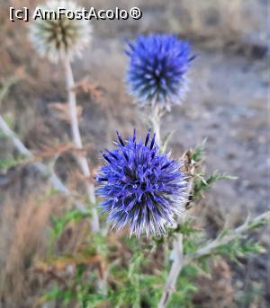 [P12] Ciuline albastru de Dobrogea » foto by BOGDAN DSN
 - 
<span class="allrVoted glyphicon glyphicon-heart hidden" id="av1204847"></span>
<a class="m-l-10 hidden" id="sv1204847" onclick="voting_Foto_DelVot(,1204847,4623)" role="button">șterge vot <span class="glyphicon glyphicon-remove"></span></a>
<a id="v91204847" class=" c-red"  onclick="voting_Foto_SetVot(1204847)" role="button"><span class="glyphicon glyphicon-heart-empty"></span> <b>LIKE</b> = Votează poza</a> <img class="hidden"  id="f1204847W9" src="/imagini/loader.gif" border="0" /><span class="AjErrMes hidden" id="e1204847ErM"></span>