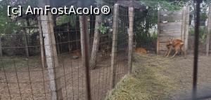 [P55] Minigrădina zoologică de la Schitul Gherman. » foto by Aurici
 - 
<span class="allrVoted glyphicon glyphicon-heart hidden" id="av1169436"></span>
<a class="m-l-10 hidden" id="sv1169436" onclick="voting_Foto_DelVot(,1169436,4623)" role="button">șterge vot <span class="glyphicon glyphicon-remove"></span></a>
<a id="v91169436" class=" c-red"  onclick="voting_Foto_SetVot(1169436)" role="button"><span class="glyphicon glyphicon-heart-empty"></span> <b>LIKE</b> = Votează poza</a> <img class="hidden"  id="f1169436W9" src="/imagini/loader.gif" border="0" /><span class="AjErrMes hidden" id="e1169436ErM"></span>
