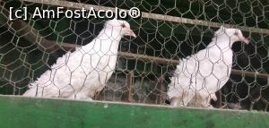 [P56] Minigrădina zoologică de la Schitul Gherman. » foto by Aurici
 - 
<span class="allrVoted glyphicon glyphicon-heart hidden" id="av1169437"></span>
<a class="m-l-10 hidden" id="sv1169437" onclick="voting_Foto_DelVot(,1169437,4623)" role="button">șterge vot <span class="glyphicon glyphicon-remove"></span></a>
<a id="v91169437" class=" c-red"  onclick="voting_Foto_SetVot(1169437)" role="button"><span class="glyphicon glyphicon-heart-empty"></span> <b>LIKE</b> = Votează poza</a> <img class="hidden"  id="f1169437W9" src="/imagini/loader.gif" border="0" /><span class="AjErrMes hidden" id="e1169437ErM"></span>