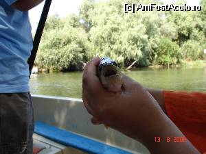 [P47]  -- <small>// FĂRĂ DESCRIERE</small> » foto by arru
 - 
<span class="allrVoted glyphicon glyphicon-heart hidden" id="av532209"></span>
<a class="m-l-10 hidden" id="sv532209" onclick="voting_Foto_DelVot(,532209,4623)" role="button">șterge vot <span class="glyphicon glyphicon-remove"></span></a>
<a id="v9532209" class=" c-red"  onclick="voting_Foto_SetVot(532209)" role="button"><span class="glyphicon glyphicon-heart-empty"></span> <b>LIKE</b> = Votează poza</a> <img class="hidden"  id="f532209W9" src="/imagini/loader.gif" border="0" /><span class="AjErrMes hidden" id="e532209ErM"></span>