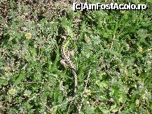 [P12] Soparla in Podisul Casimcei (foto Neptunus) » foto by Neptunus
 - 
<span class="allrVoted glyphicon glyphicon-heart hidden" id="av321070"></span>
<a class="m-l-10 hidden" id="sv321070" onclick="voting_Foto_DelVot(,321070,4623)" role="button">șterge vot <span class="glyphicon glyphicon-remove"></span></a>
<a id="v9321070" class=" c-red"  onclick="voting_Foto_SetVot(321070)" role="button"><span class="glyphicon glyphicon-heart-empty"></span> <b>LIKE</b> = Votează poza</a> <img class="hidden"  id="f321070W9" src="/imagini/loader.gif" border="0" /><span class="AjErrMes hidden" id="e321070ErM"></span>