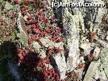 [P09] Microvegetatie saxicola pe sisturi verzi (foto Neptunus) » foto by Neptunus
 - 
<span class="allrVoted glyphicon glyphicon-heart hidden" id="av321067"></span>
<a class="m-l-10 hidden" id="sv321067" onclick="voting_Foto_DelVot(,321067,4623)" role="button">șterge vot <span class="glyphicon glyphicon-remove"></span></a>
<a id="v9321067" class=" c-red"  onclick="voting_Foto_SetVot(321067)" role="button"><span class="glyphicon glyphicon-heart-empty"></span> <b>LIKE</b> = Votează poza</a> <img class="hidden"  id="f321067W9" src="/imagini/loader.gif" border="0" /><span class="AjErrMes hidden" id="e321067ErM"></span>