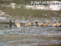 [P02] Podişul Casimcei nu e chiar atât de pustiu, precum ar părea la prima vedere... Principala îndeletnicire a oamenilor de aici este creşterea animalelor (mai ales oi şi capre, dar şi vaci). Iar oaia este un animal pe care îl ador, pentru brânza şi caşcavalul ce se fac din laptele său!...  » foto by Neptunus
 - 
<span class="allrVoted glyphicon glyphicon-heart hidden" id="av471288"></span>
<a class="m-l-10 hidden" id="sv471288" onclick="voting_Foto_DelVot(,471288,4623)" role="button">șterge vot <span class="glyphicon glyphicon-remove"></span></a>
<a id="v9471288" class=" c-red"  onclick="voting_Foto_SetVot(471288)" role="button"><span class="glyphicon glyphicon-heart-empty"></span> <b>LIKE</b> = Votează poza</a> <img class="hidden"  id="f471288W9" src="/imagini/loader.gif" border="0" /><span class="AjErrMes hidden" id="e471288ErM"></span>