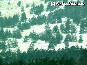 [P05] Vedere spre pinii plantaţi pe Dl. Chervant. Aceste conifere (atipice pentru Dobrogea) se găsesc şi pe culmea Priopcea, alături de speciile de foioase.  » foto by Neptunus
 - 
<span class="allrVoted glyphicon glyphicon-heart hidden" id="av471788"></span>
<a class="m-l-10 hidden" id="sv471788" onclick="voting_Foto_DelVot(,471788,4623)" role="button">șterge vot <span class="glyphicon glyphicon-remove"></span></a>
<a id="v9471788" class=" c-red"  onclick="voting_Foto_SetVot(471788)" role="button"><span class="glyphicon glyphicon-heart-empty"></span> <b>LIKE</b> = Votează poza</a> <img class="hidden"  id="f471788W9" src="/imagini/loader.gif" border="0" /><span class="AjErrMes hidden" id="e471788ErM"></span>