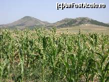 [P02] Dincolo de porumb, culmile Chervant (204 m) şi Priopcea (410 m) - importante dealuri cuarţitice din sud-vestul lanţului hercinic al Munţilor Măcin.  » foto by Neptunus
 - 
<span class="allrVoted glyphicon glyphicon-heart hidden" id="av472932"></span>
<a class="m-l-10 hidden" id="sv472932" onclick="voting_Foto_DelVot(,472932,4623)" role="button">șterge vot <span class="glyphicon glyphicon-remove"></span></a>
<a id="v9472932" class=" c-red"  onclick="voting_Foto_SetVot(472932)" role="button"><span class="glyphicon glyphicon-heart-empty"></span> <b>LIKE</b> = Votează poza</a> <img class="hidden"  id="f472932W9" src="/imagini/loader.gif" border="0" /><span class="AjErrMes hidden" id="e472932ErM"></span>